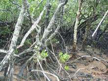 tree clearing, land clearing